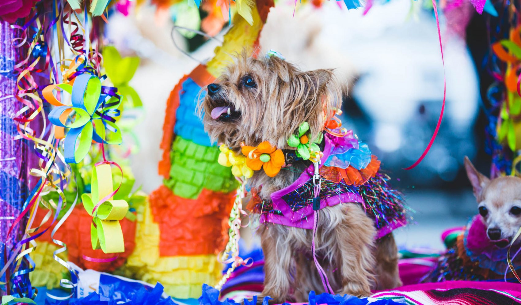 Fiesta Pooch Parade!