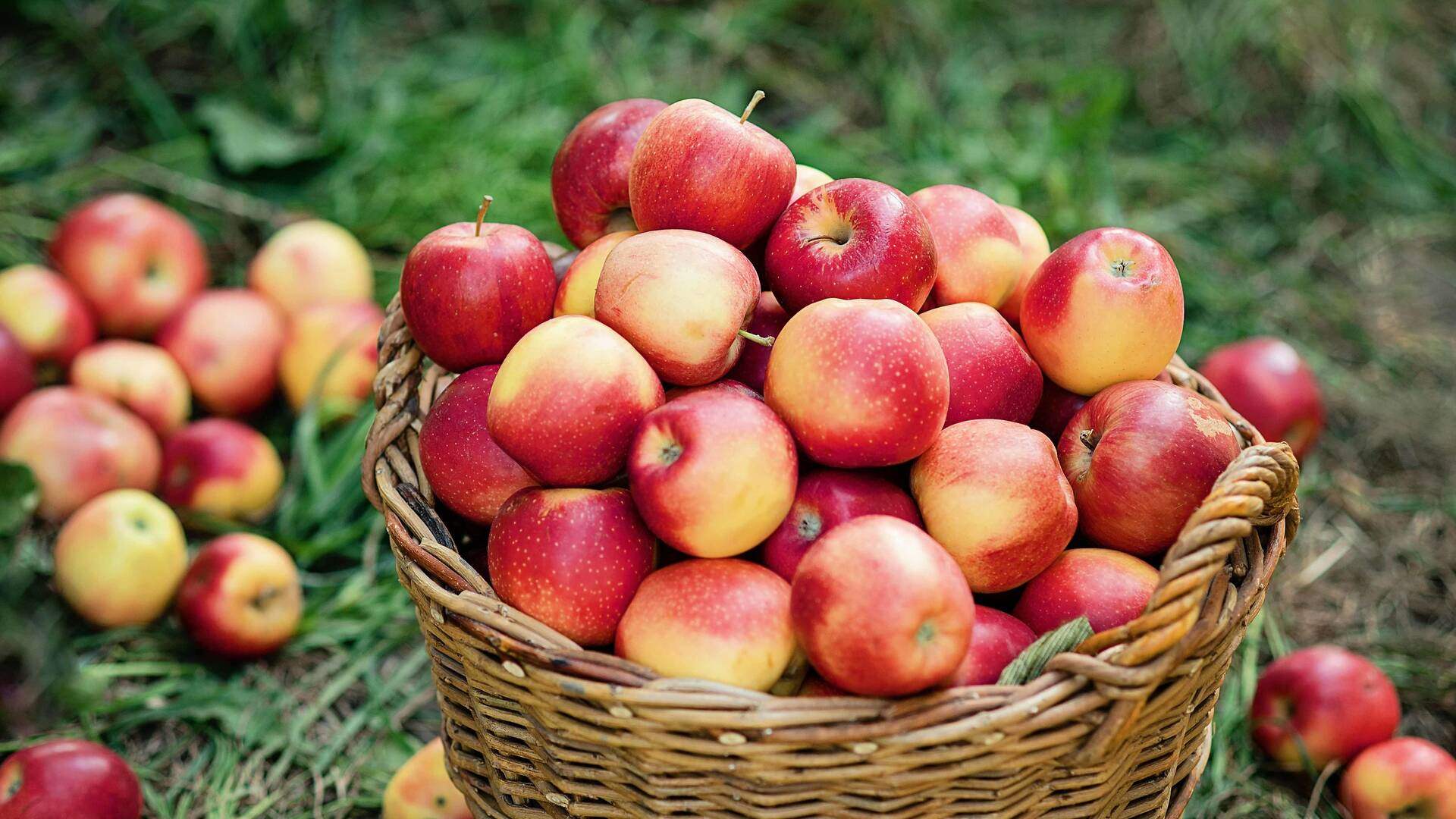 October Apple-Picking