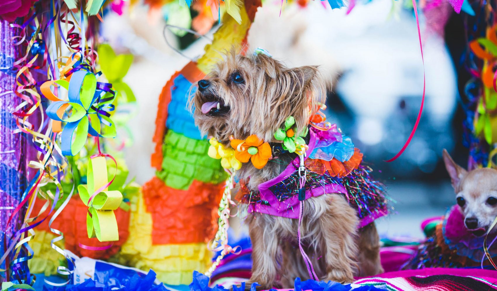 Fiesta Pooch Parade Brunonia